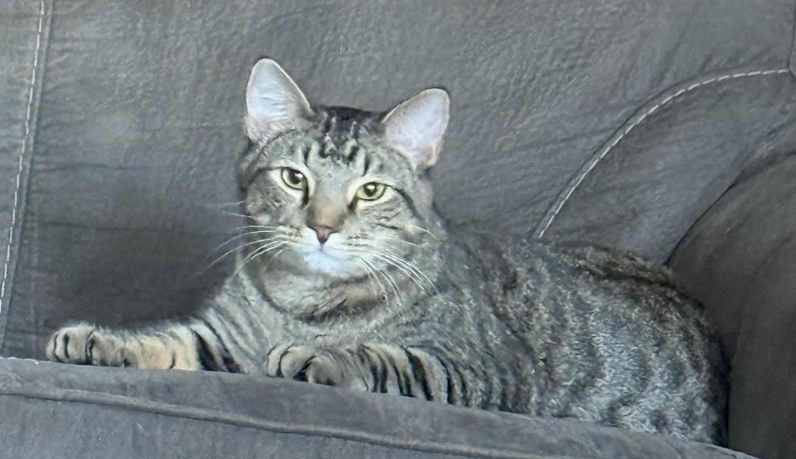 Enlarge Leo, a Adoptable mixed breed in Attalla, AL image 2/3