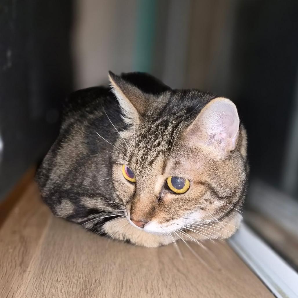 Thing 2, ADOPTABLE, Adult Female Domestic Short Hair.