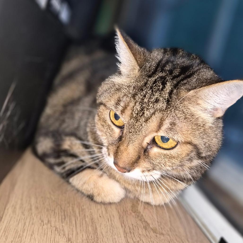 Enlarge Thing 2, a ADOPTABLE Domestic Short Hair in Gilbert, SC image 2/2