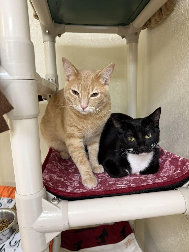 Ms. Hills, a Adoptable Domestic Short Hair in Arlington, WA image 1/3