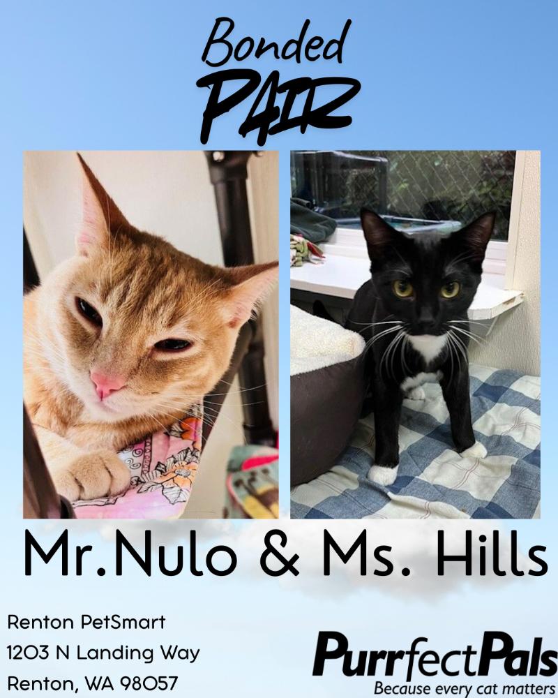 Ms. Hills, a Adoptable Domestic Short Hair in Arlington, WA image 2/3