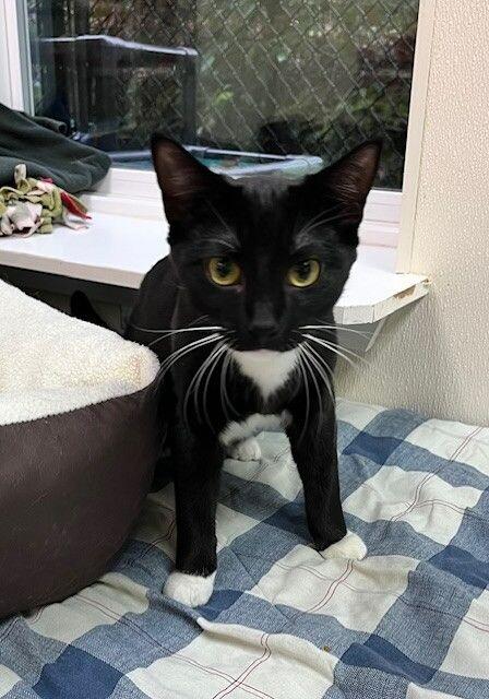 Ms. Hills, a Adoptable Domestic Short Hair in Arlington, WA image 3/3