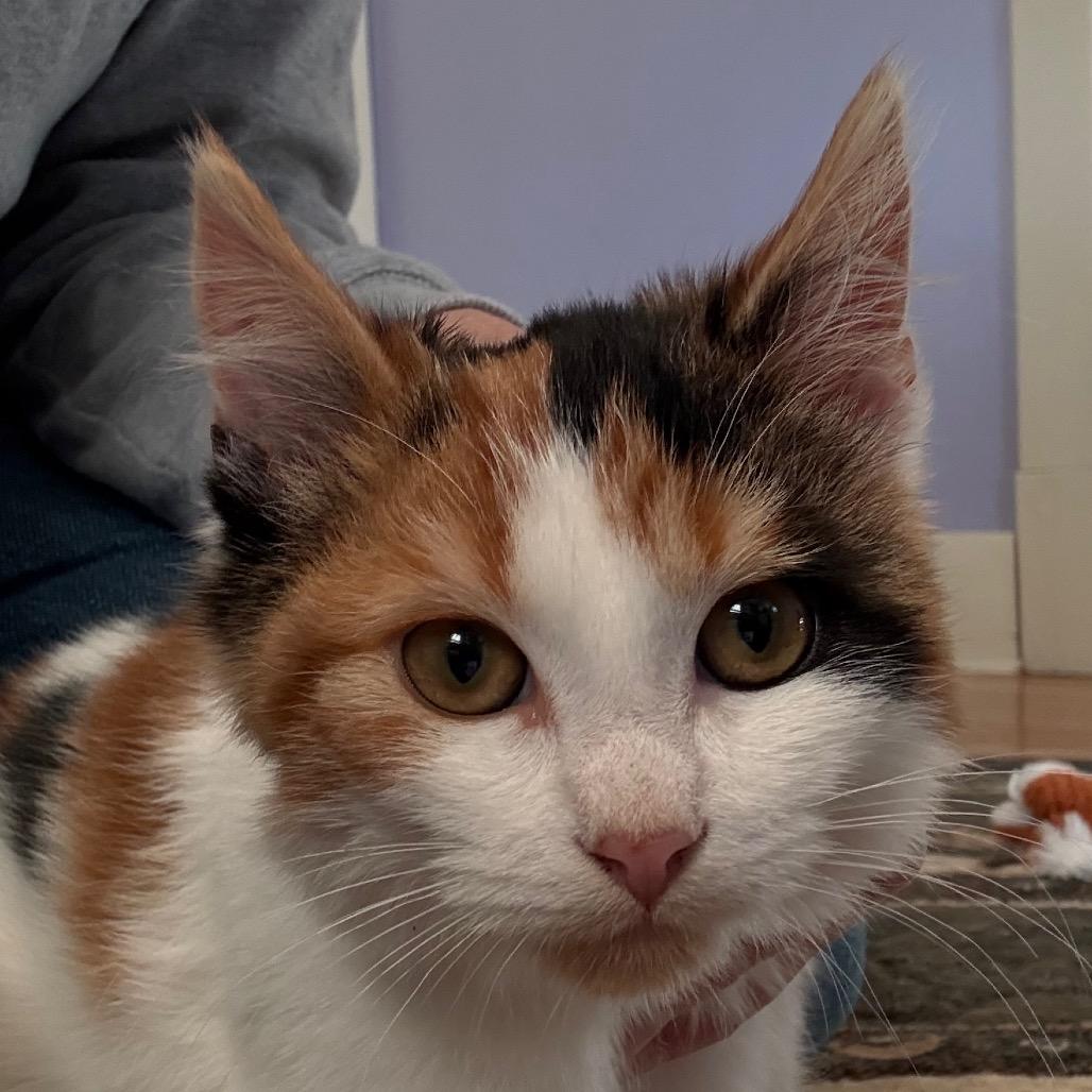 Kisa, Adoptable, Kitten Female Domestic Medium Hair.