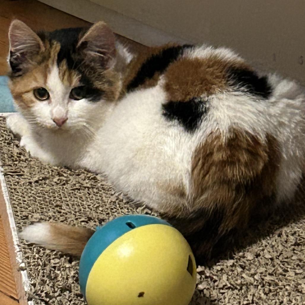 Enlarge Kisa, a Adoptable Domestic Medium Hair in Bismarck, ND image 2/3