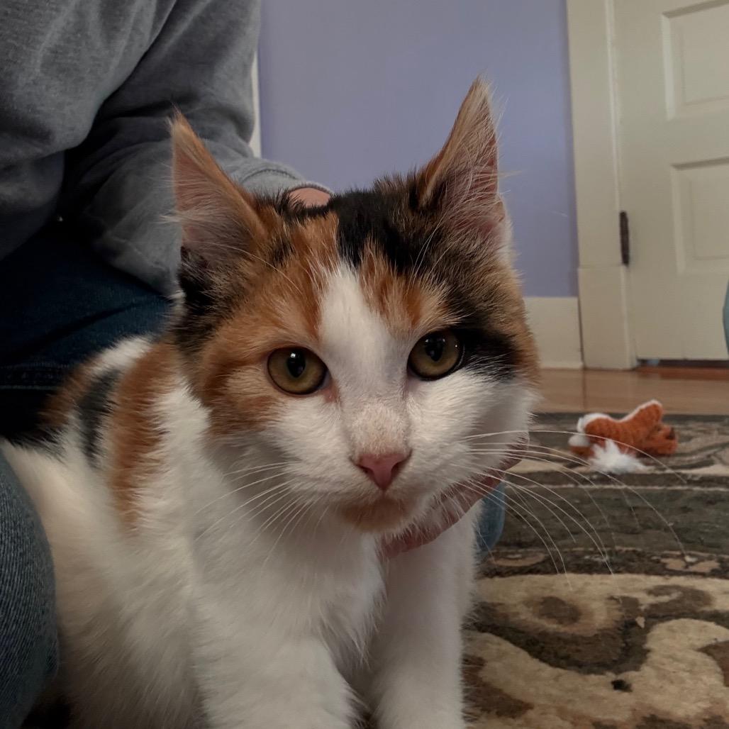 Enlarge Kisa, a Adoptable Domestic Medium Hair in Bismarck, ND image 3/3