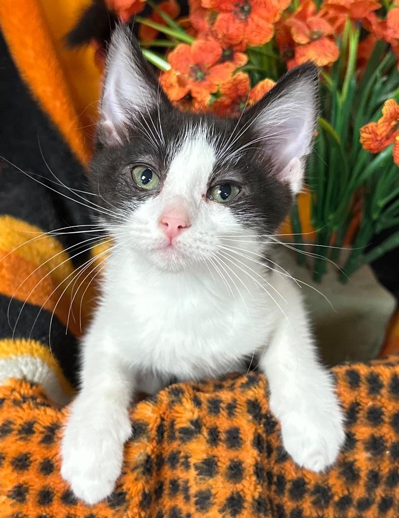 Enlarge 6/3/26 Kimi, a Adoptable mixed breed in Stillwater, OK image 1/1