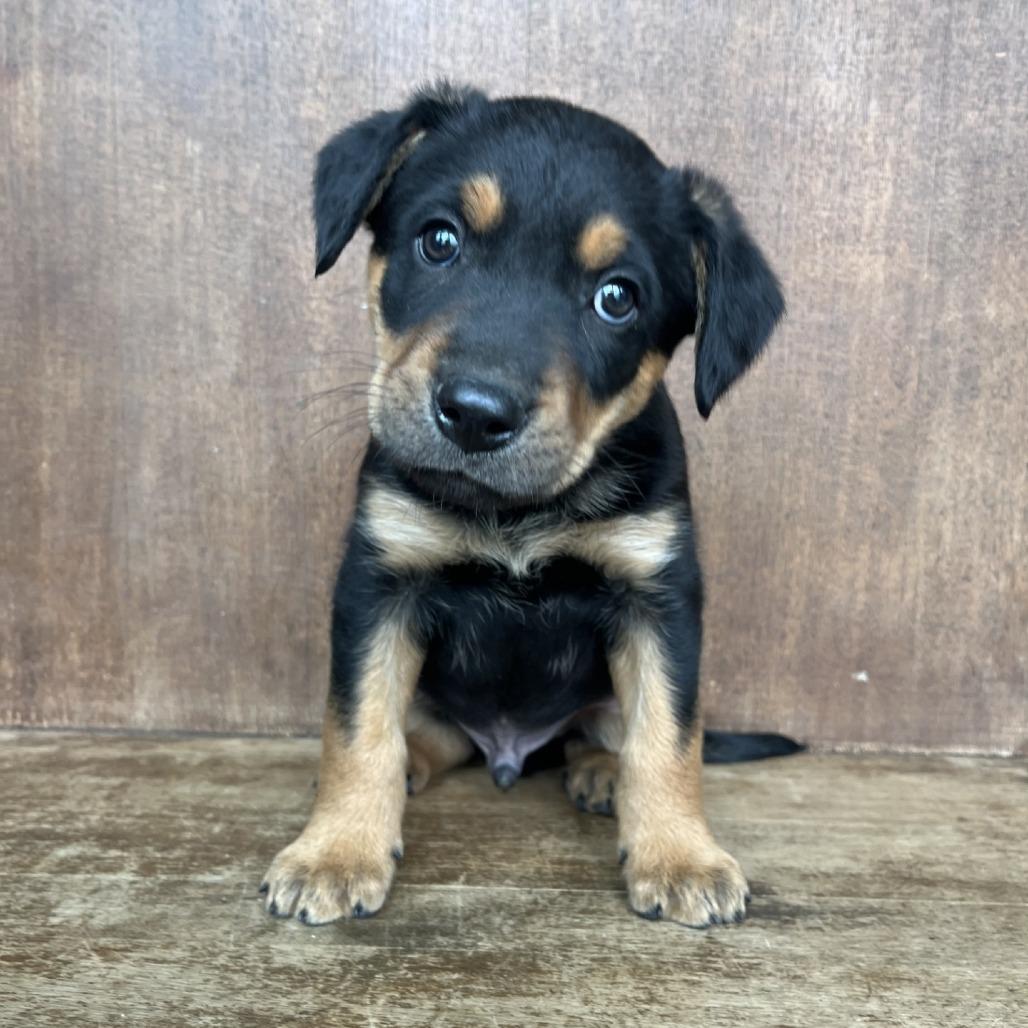 Ash, Adoptable, Puppy Male Labrador Retriever & Mixed Breed.