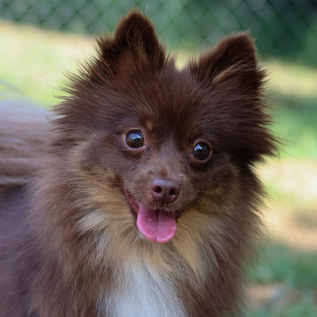 Bellatrix