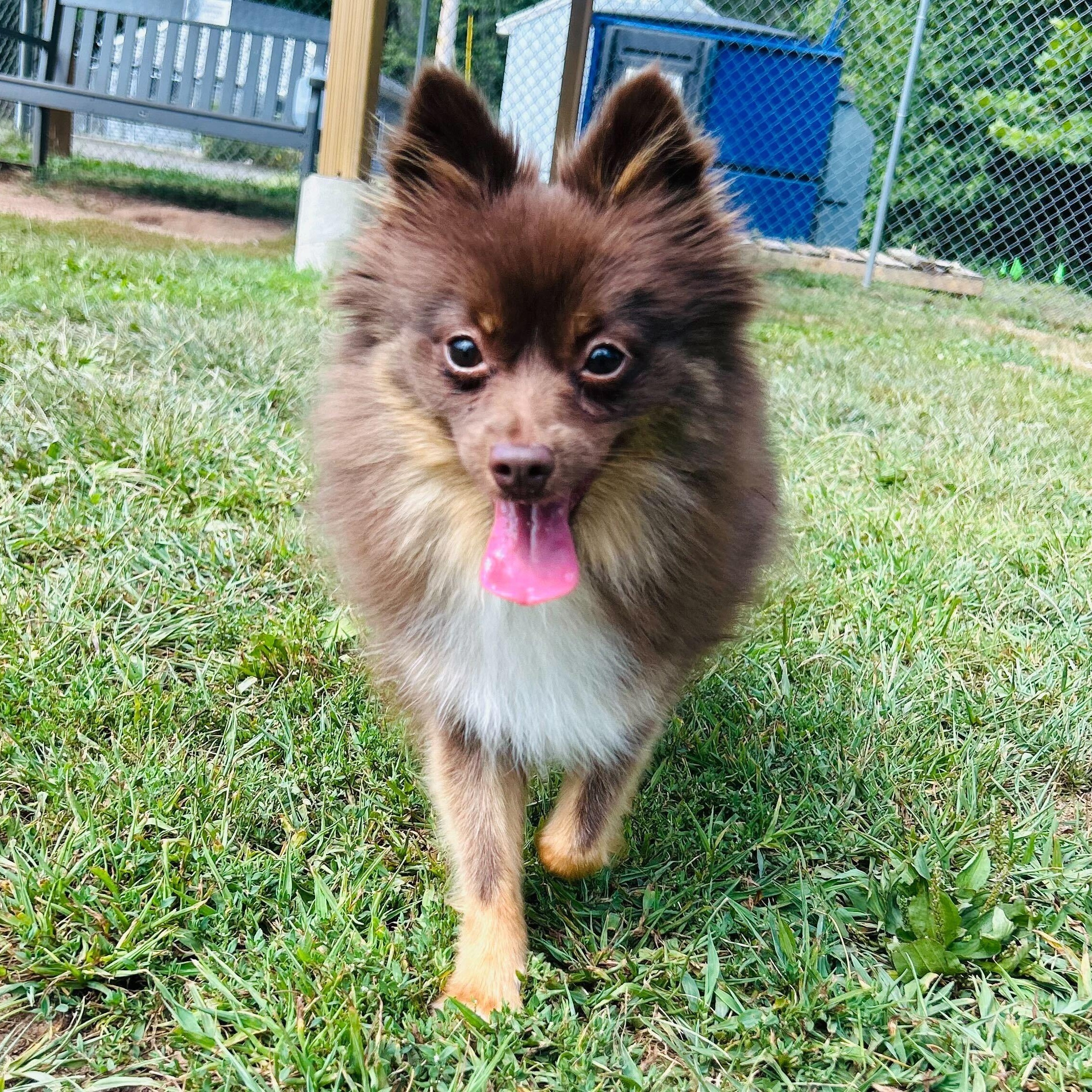 Bellatrix