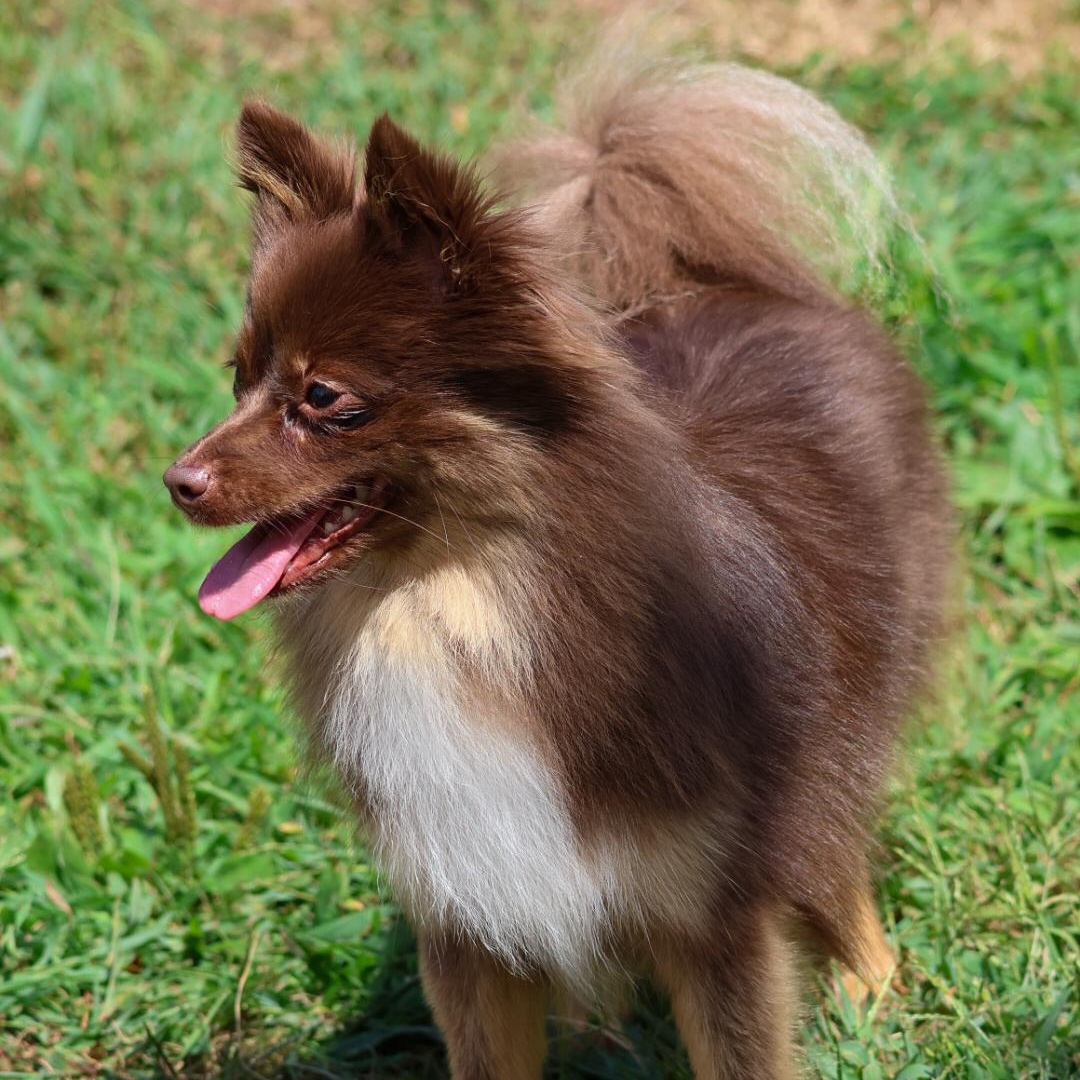 Bellatrix