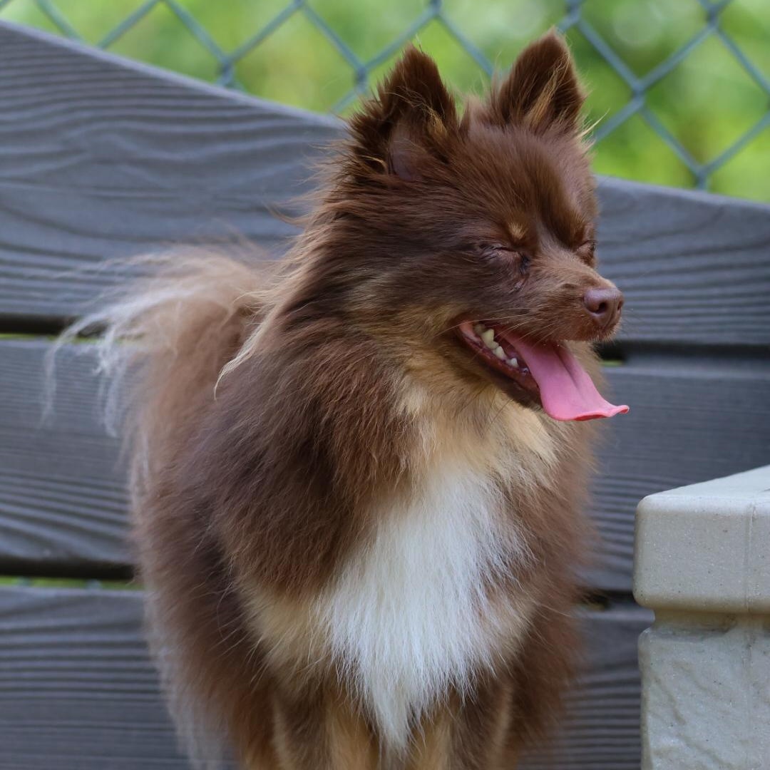 Bellatrix