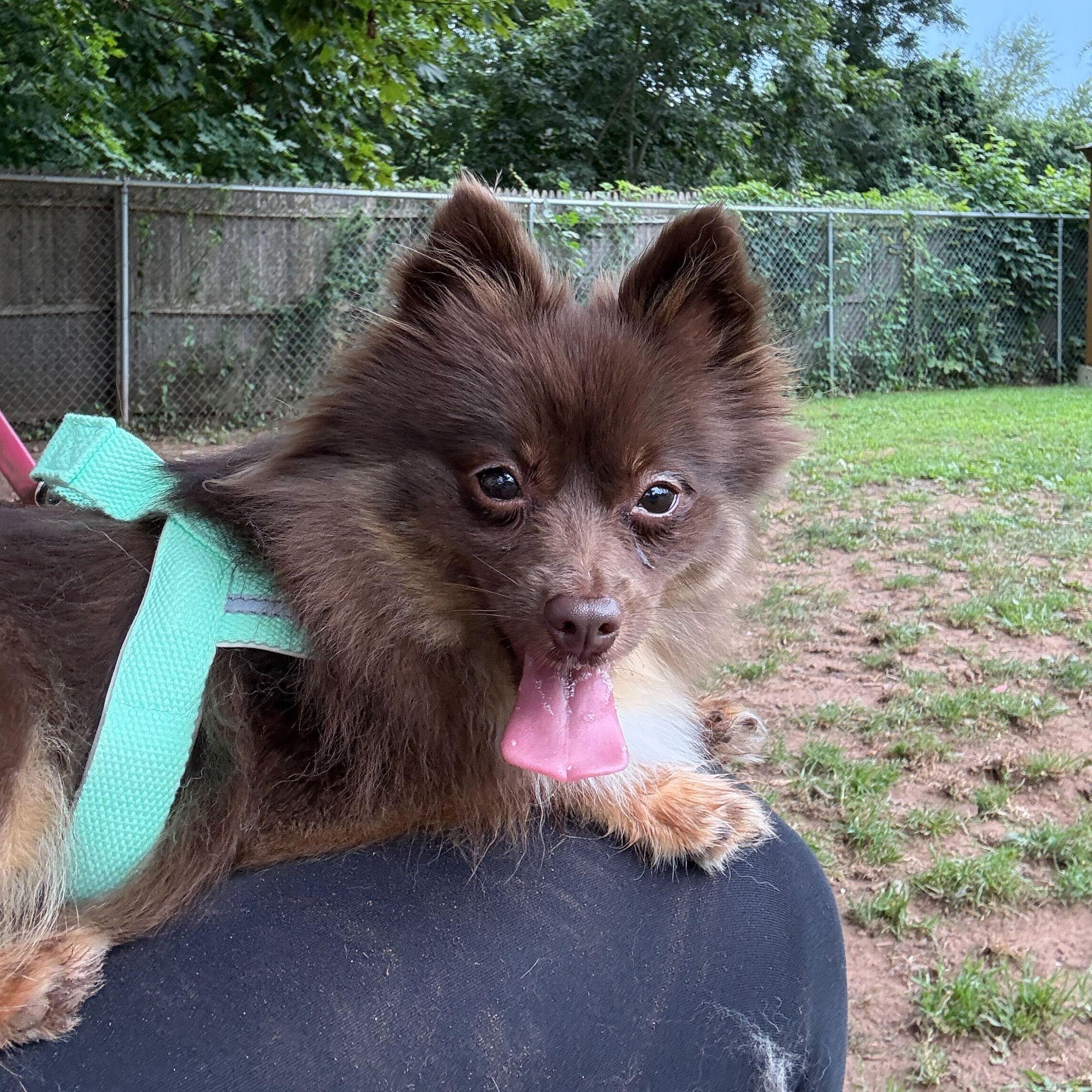 Bellatrix