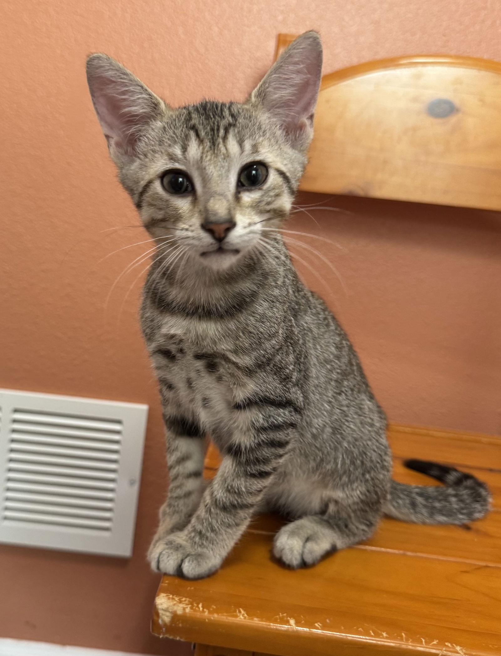George, Adopted, Kitten Male Domestic Short Hair & Tabby.