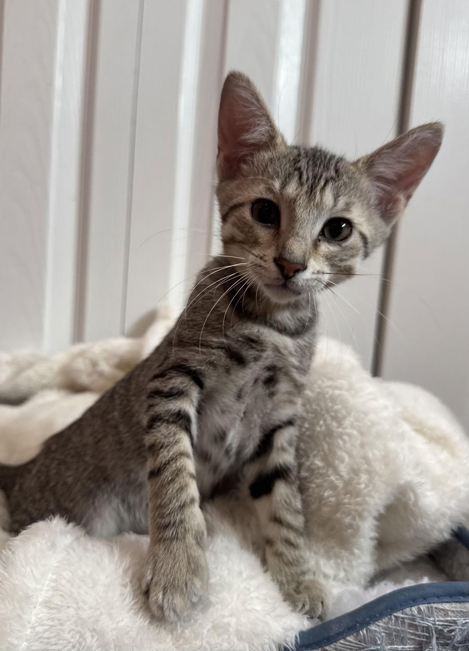 Enlarge George, a Adopted mixed breed in Orlando, FL image 2/3