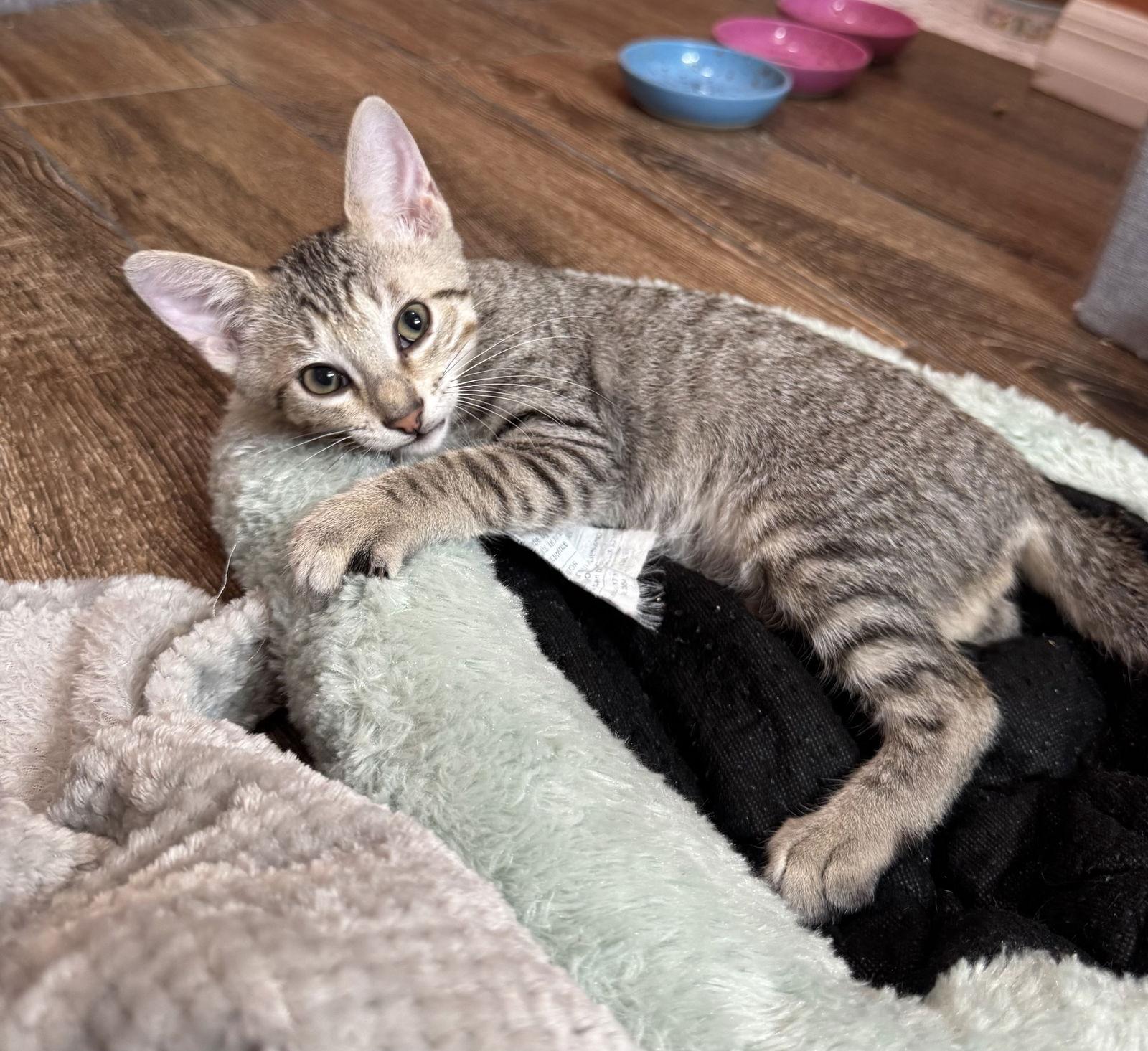 Enlarge George, a Adopted mixed breed in Orlando, FL image 3/3