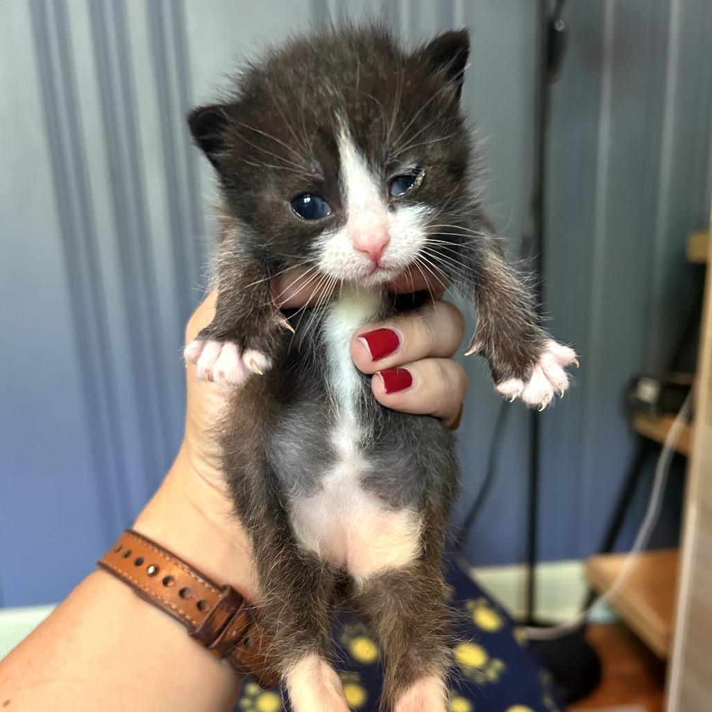 Cardamom, a Adoptable Domestic Short Hair in Waynesville, NC image 2/6