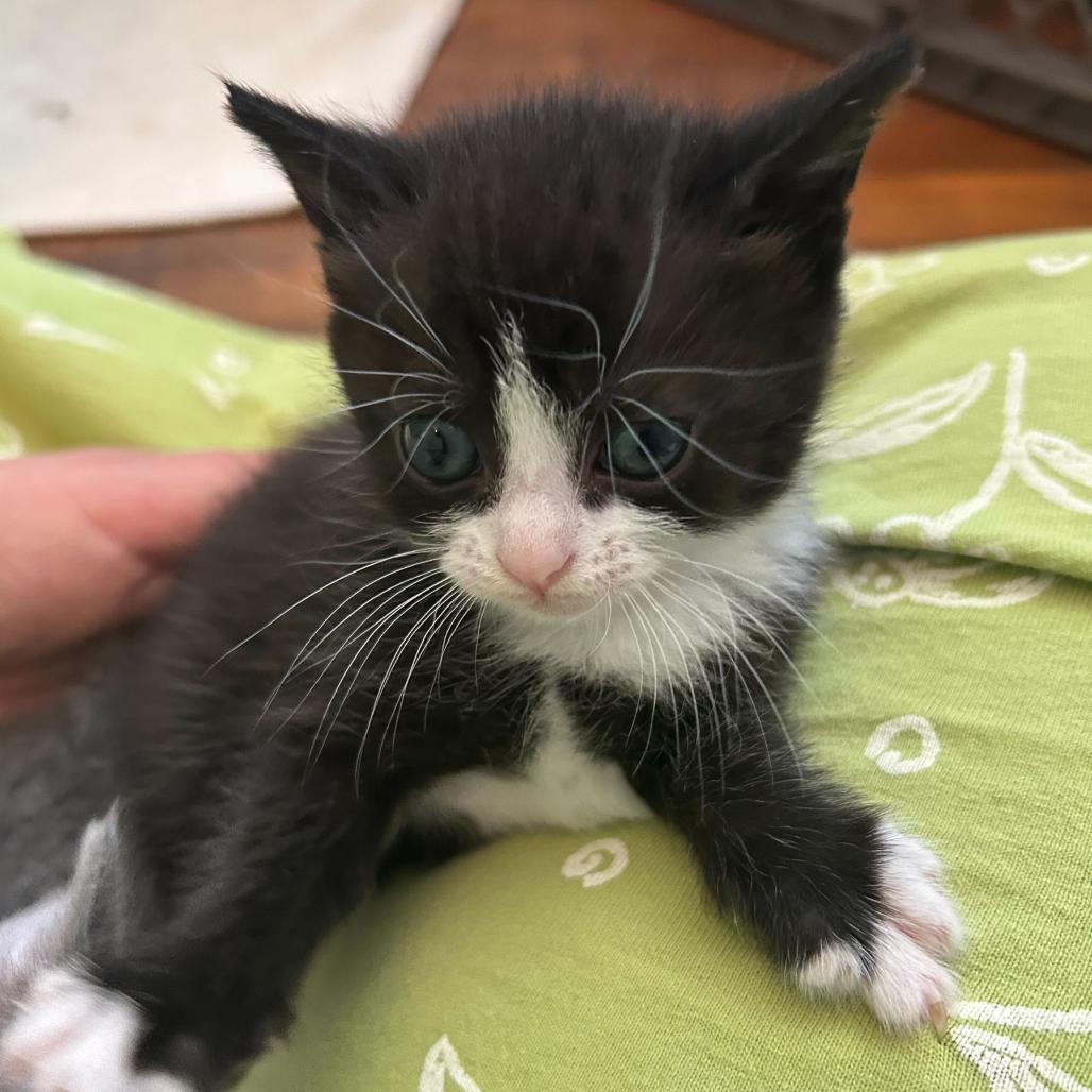 Cardamom, a Adoptable Domestic Short Hair in Waynesville, NC image 3/6