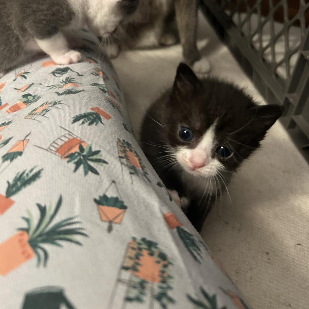 Cardamom, a Adoptable Domestic Short Hair in Waynesville, NC image 6/6