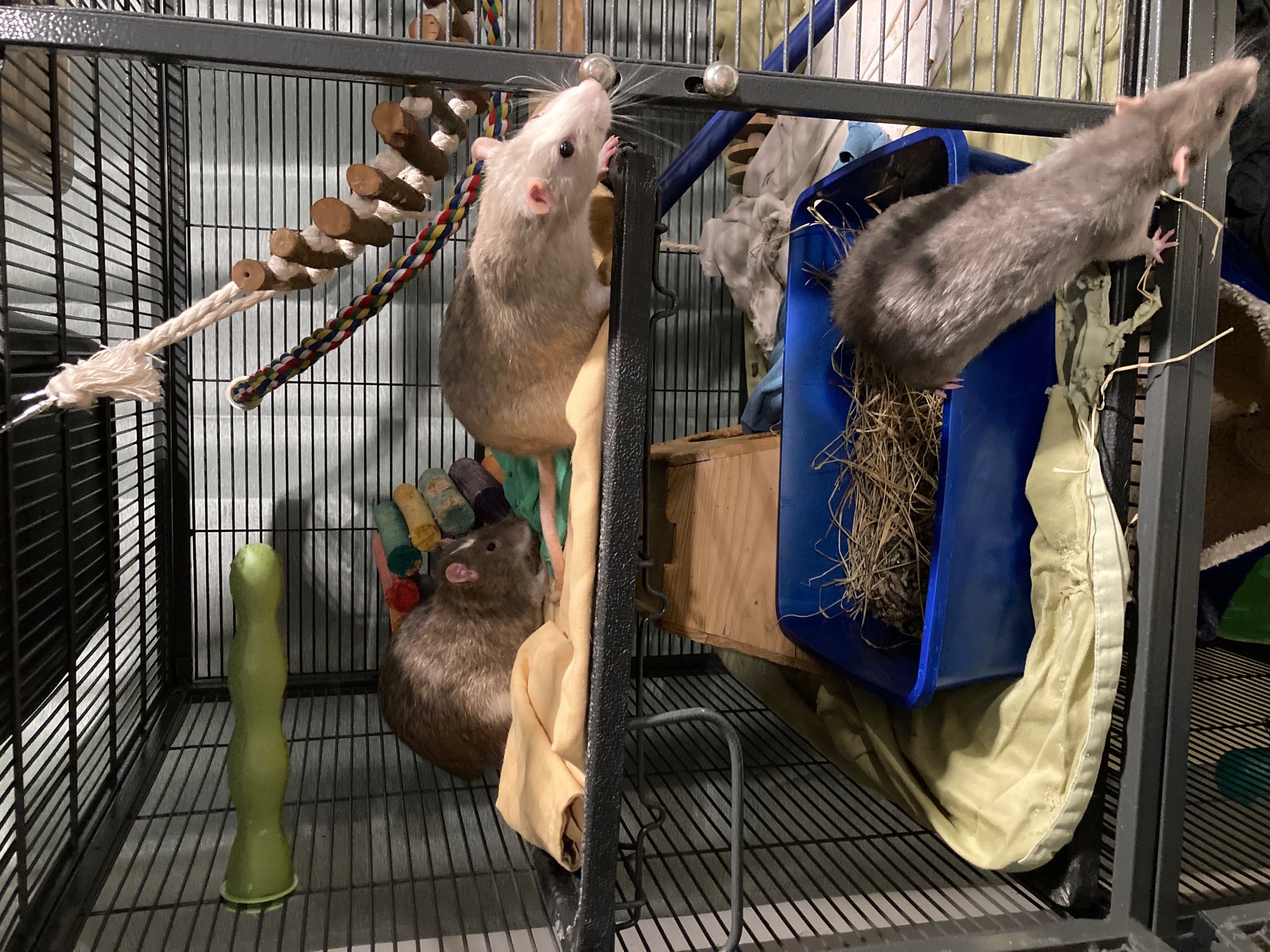 Rat for adoption Gnocchi, Pudge, Thimble, a Rat in Grand Rapids, MI