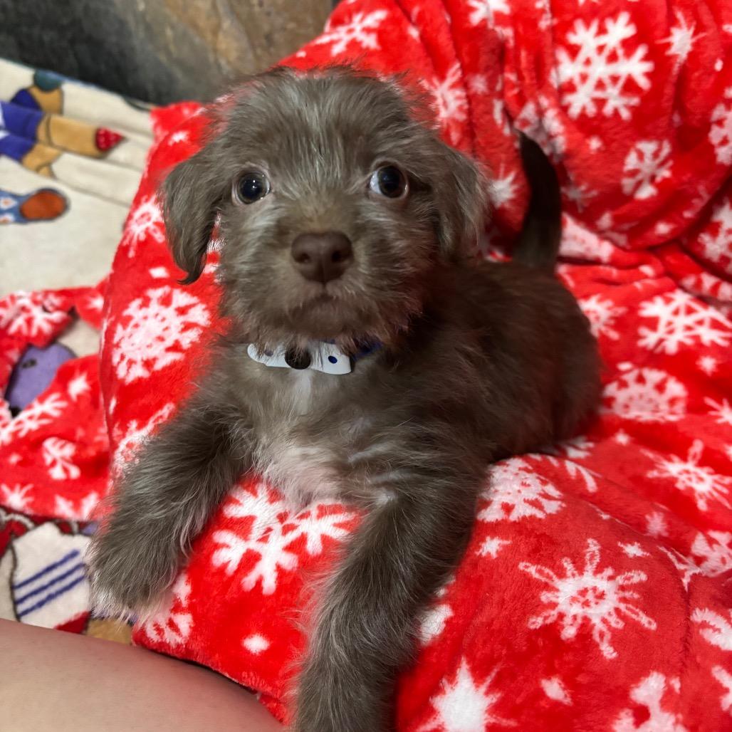 DJ PAULY D, Adoptable, Puppy Male Terrier & Mixed Breed.