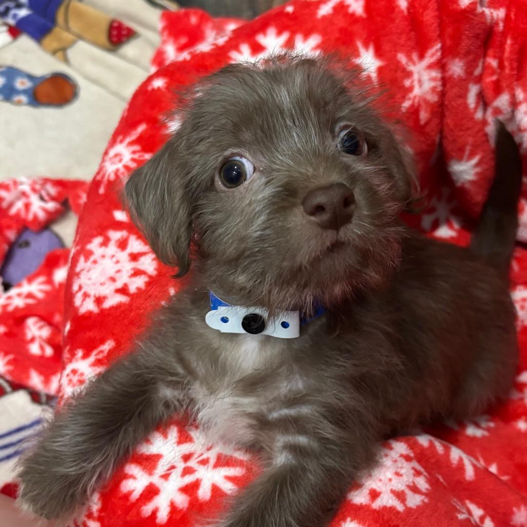 DJ PAULY D, a Adoptable mixed breed in Wellington, FL image 2/4