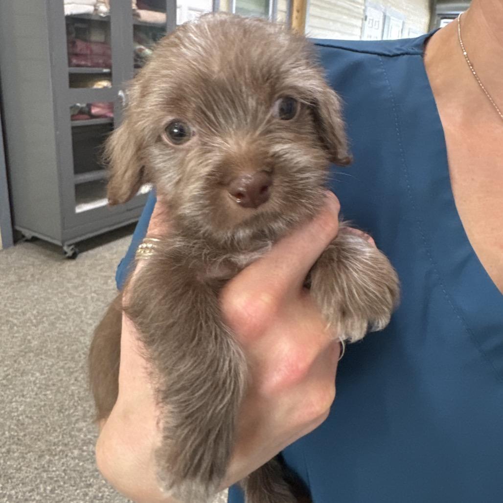 DJ PAULY D, a Adoptable mixed breed in Wellington, FL image 3/4