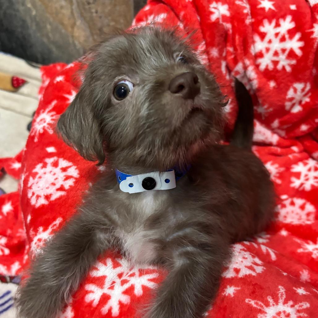 DJ PAULY D, a Adoptable mixed breed in Wellington, FL image 4/4