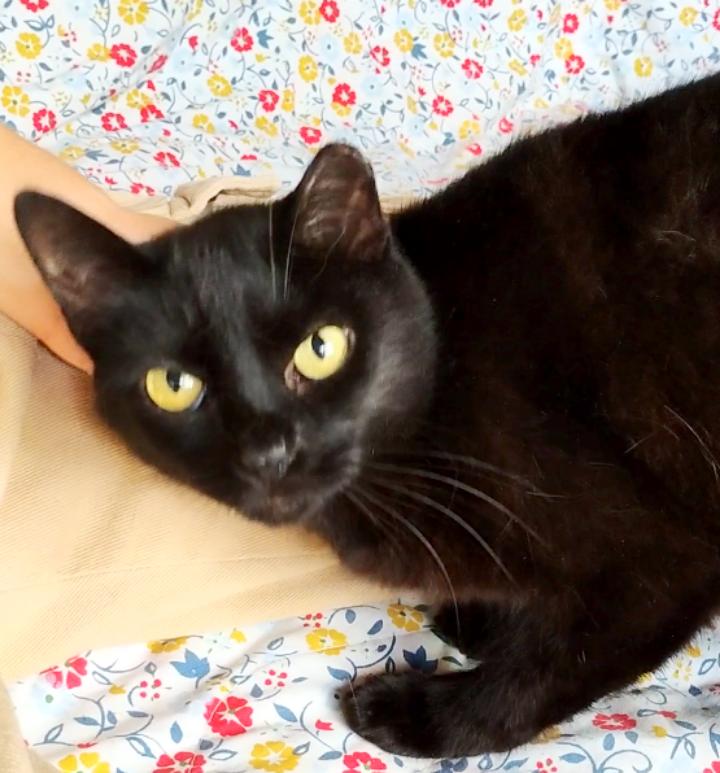 Tick Tock, an adoptable Domestic Short Hair in Brenham, TX, 77833 | Photo Image 1