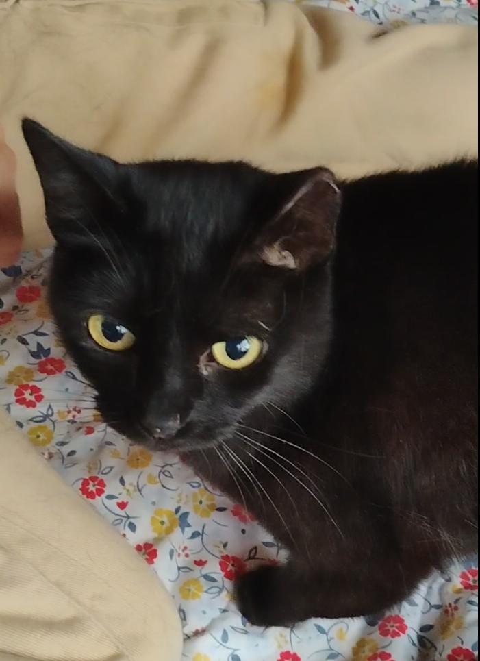 Tick Tock, an adoptable Domestic Short Hair in Brenham, TX, 77833 | Photo Image 2