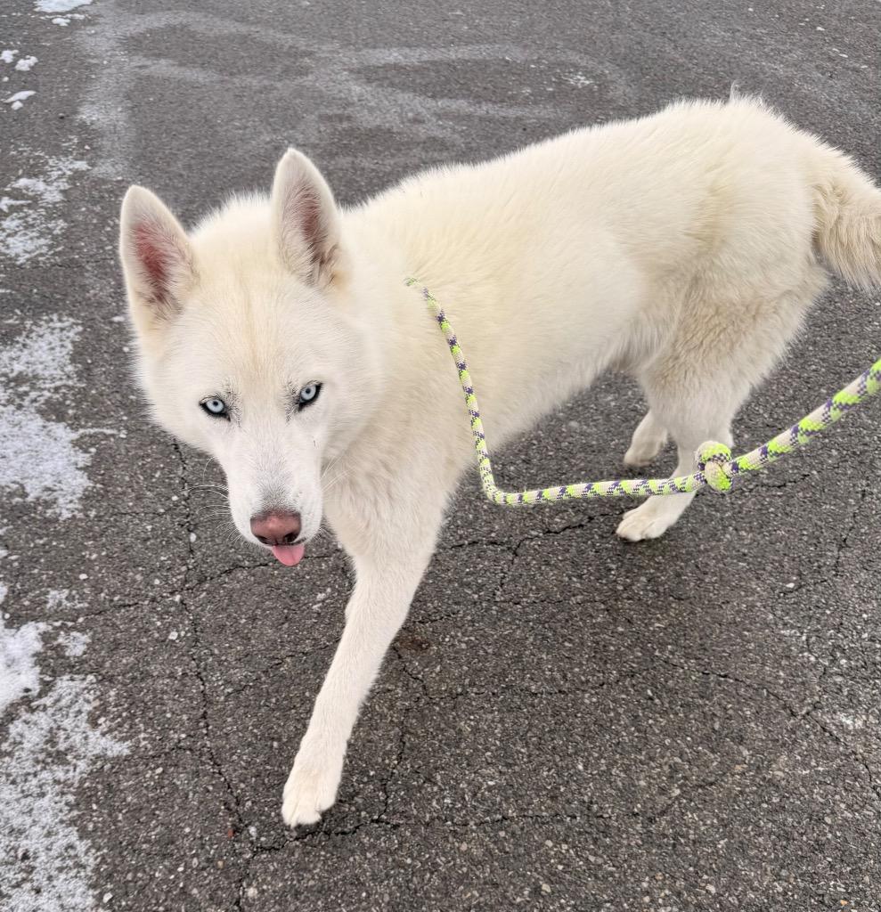 Sapphire, Adoptable, Adult Female Husky.