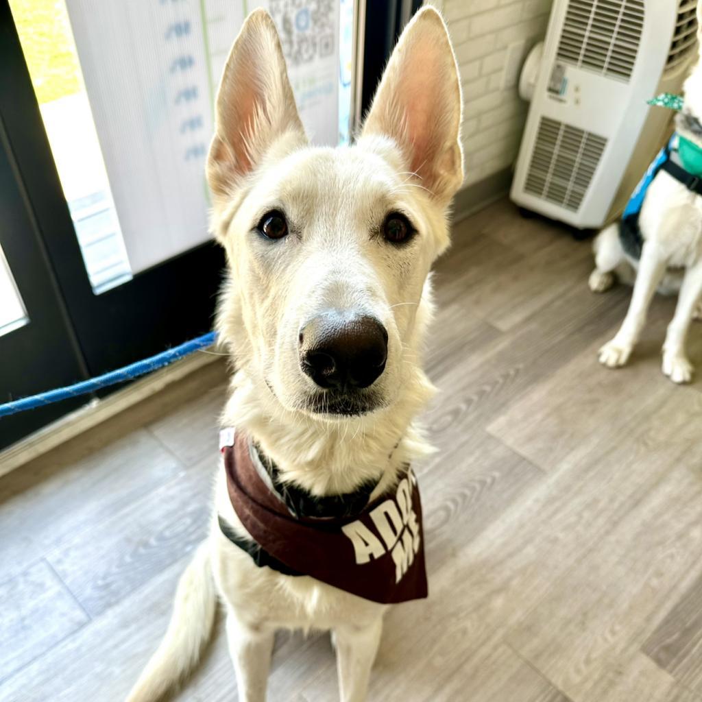 Bolt — thumbnail 2