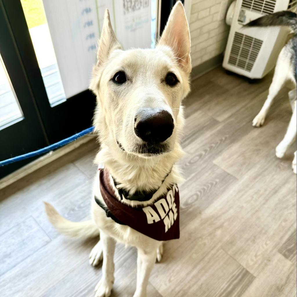 Bolt — thumbnail 3