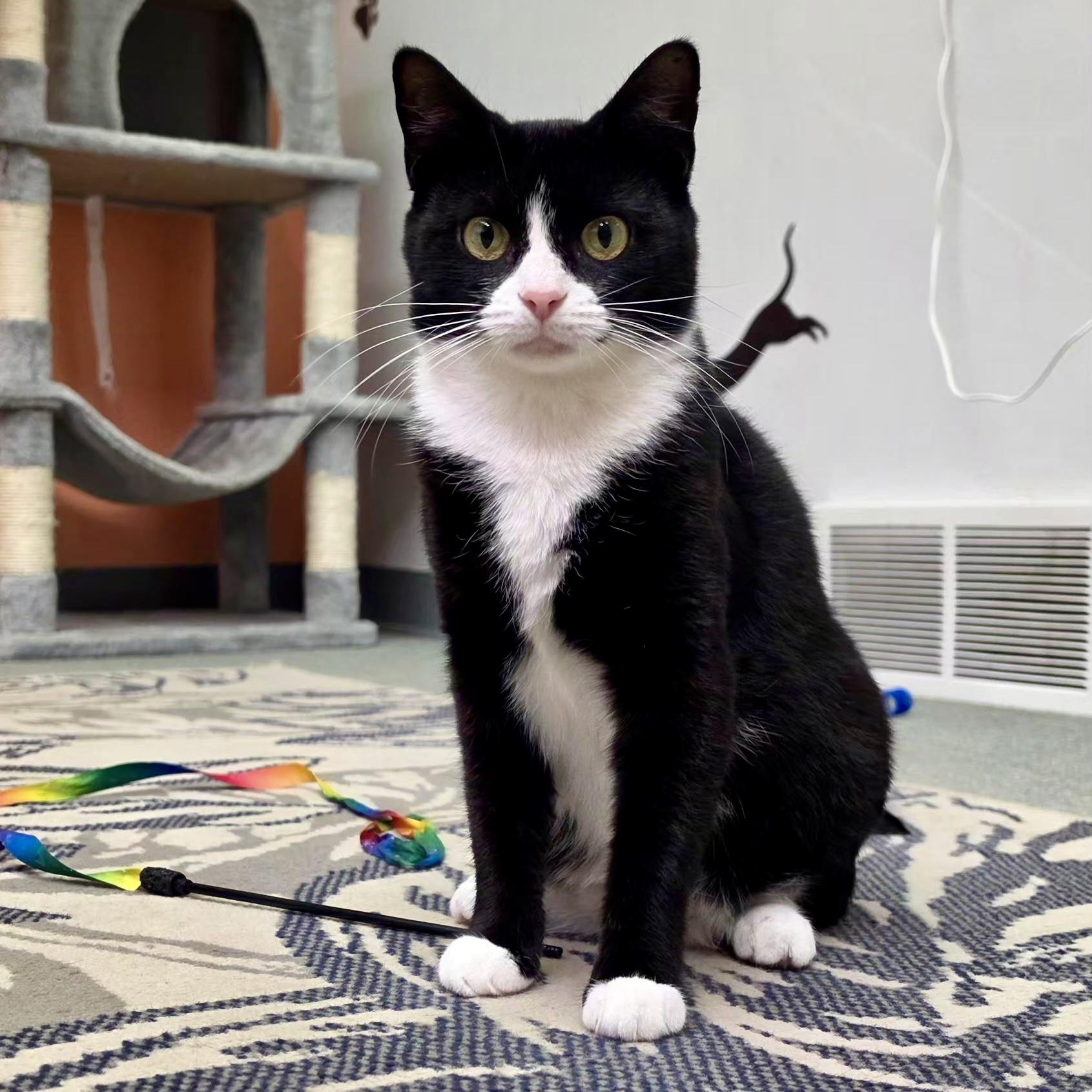 Enlarge Genovese, a Adoptable Domestic Short Hair in Louisville, OH image 3/6