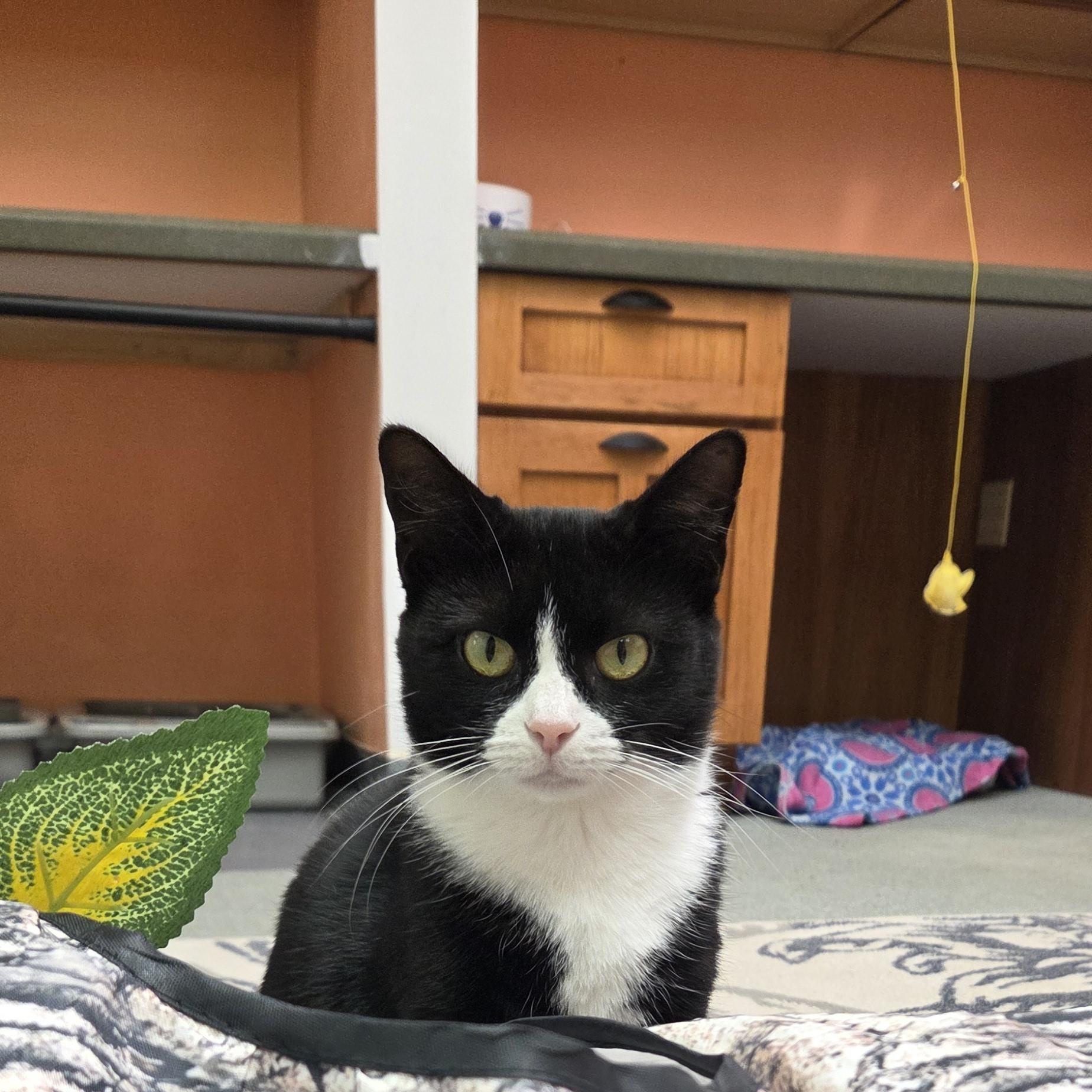 Enlarge Genovese, a Adoptable Domestic Short Hair in Louisville, OH image 5/6