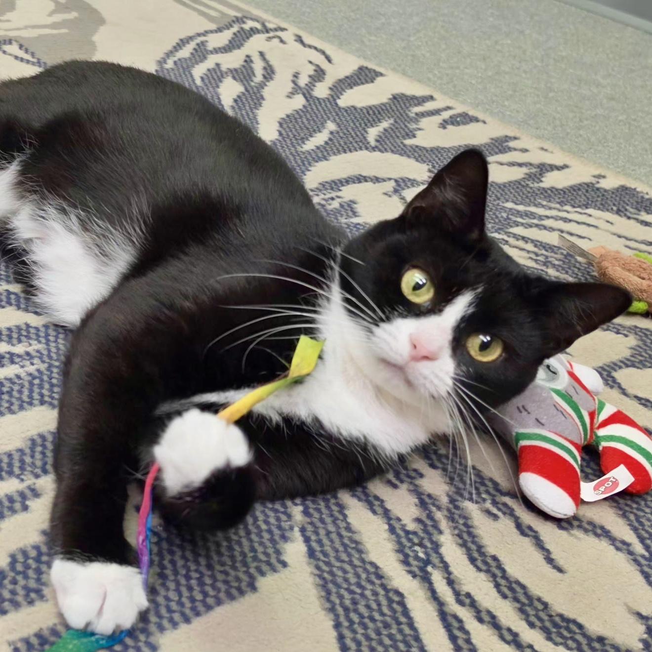 Enlarge Genovese, a Adoptable Domestic Short Hair in Louisville, OH image 2/6