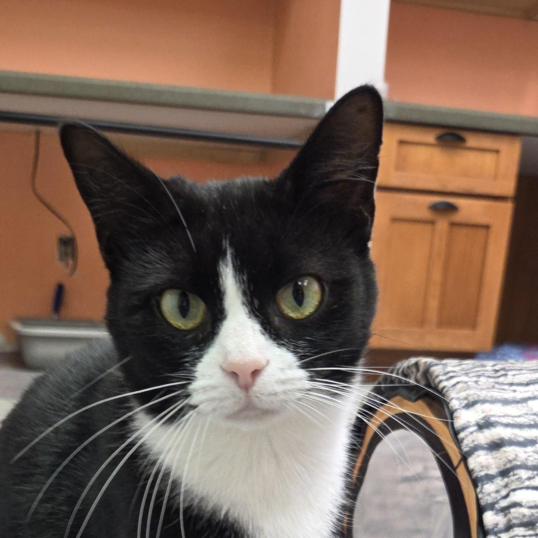 Enlarge Genovese, a Adoptable Domestic Short Hair in Louisville, OH image 4/6