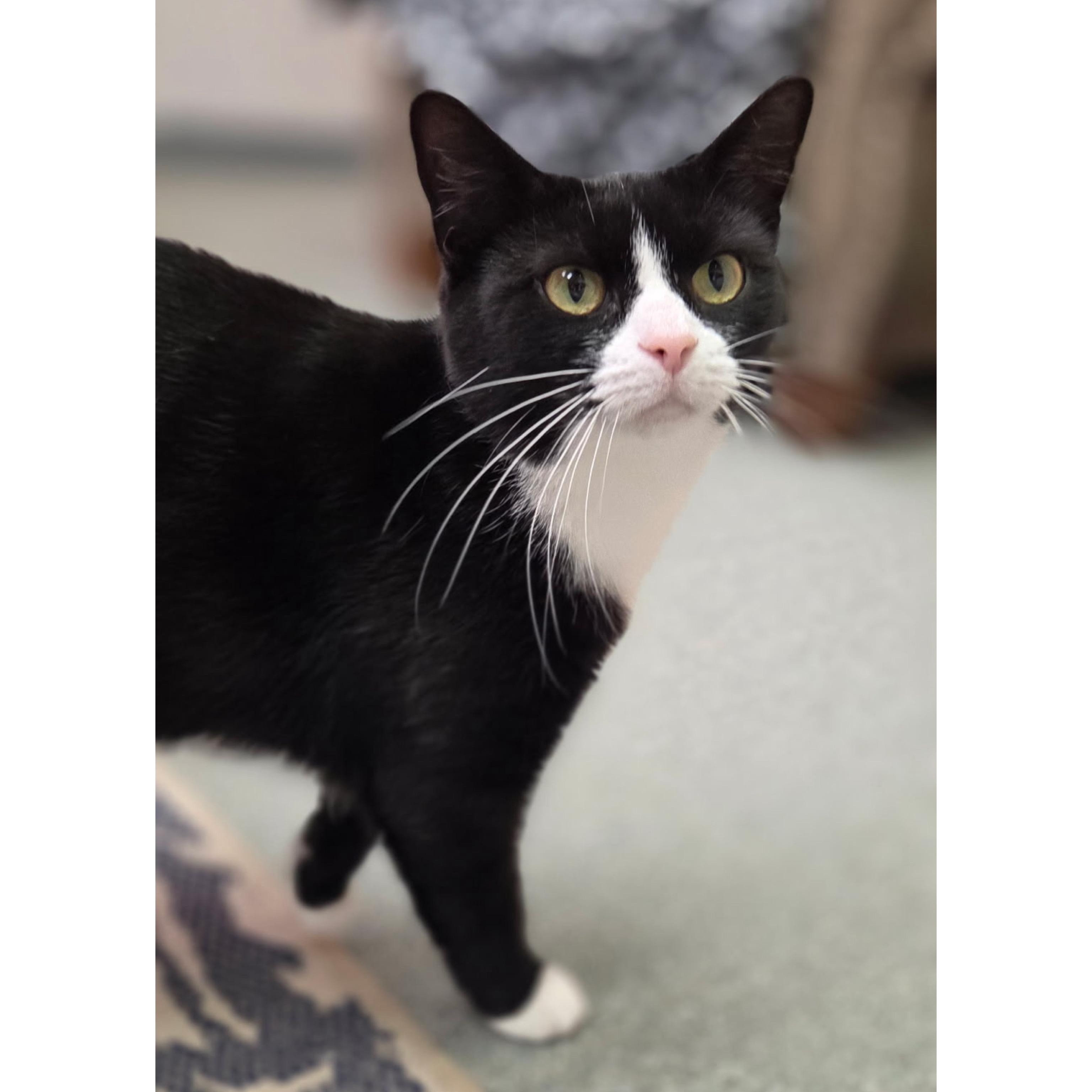 Genovese, Adoptable, Adult Female Domestic Short Hair.