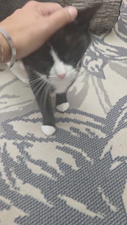 Enlarge Genovese, a Adoptable Domestic Short Hair in Louisville, OH video 6/6