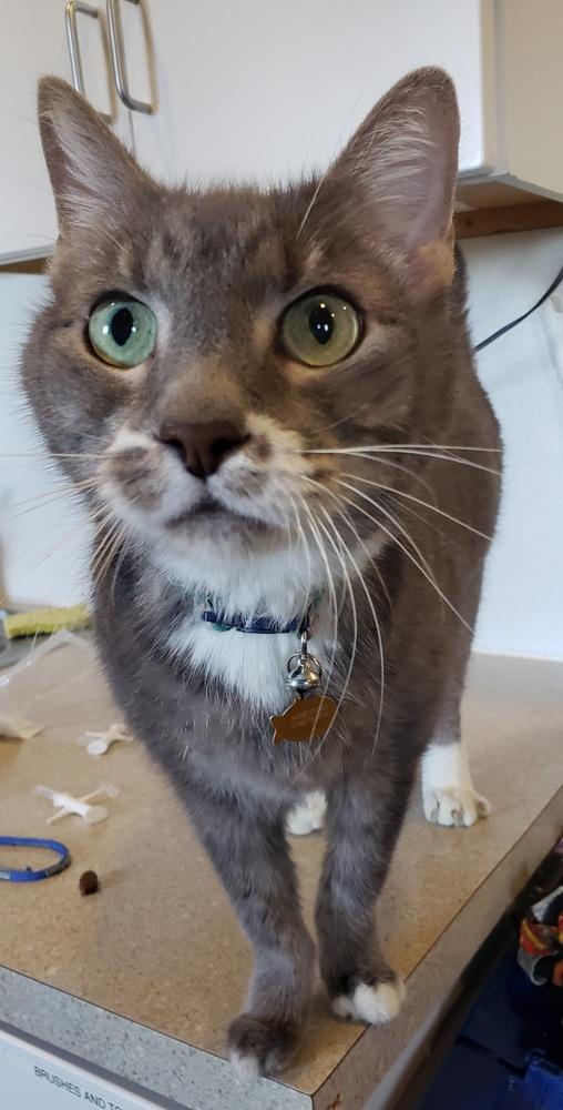 Enlarge Ivan, a Adoptable mixed breed in Challis, ID image 2/2