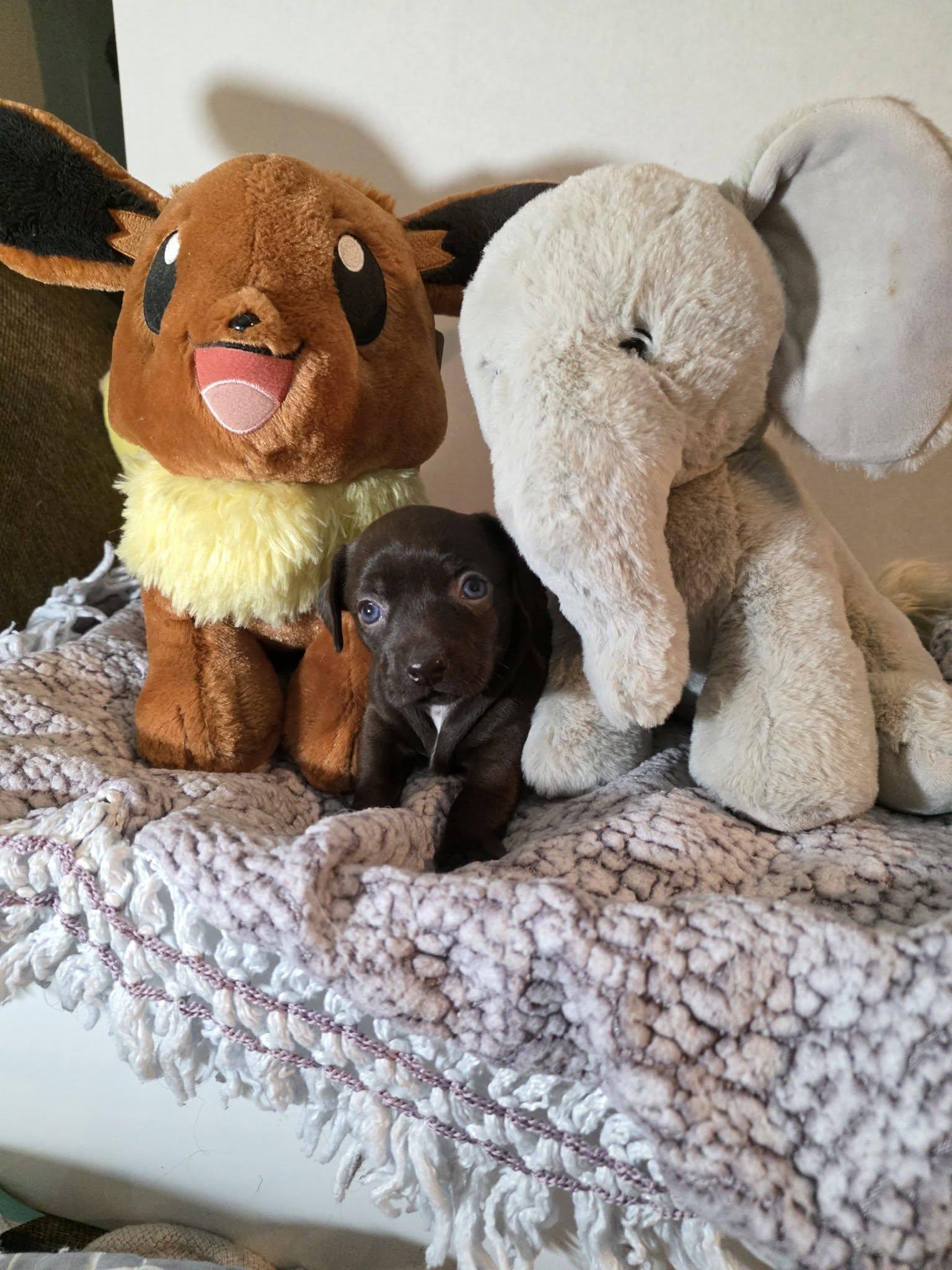 Canela, an adopted Chihuahua in Wurtsboro, NY image 5/6