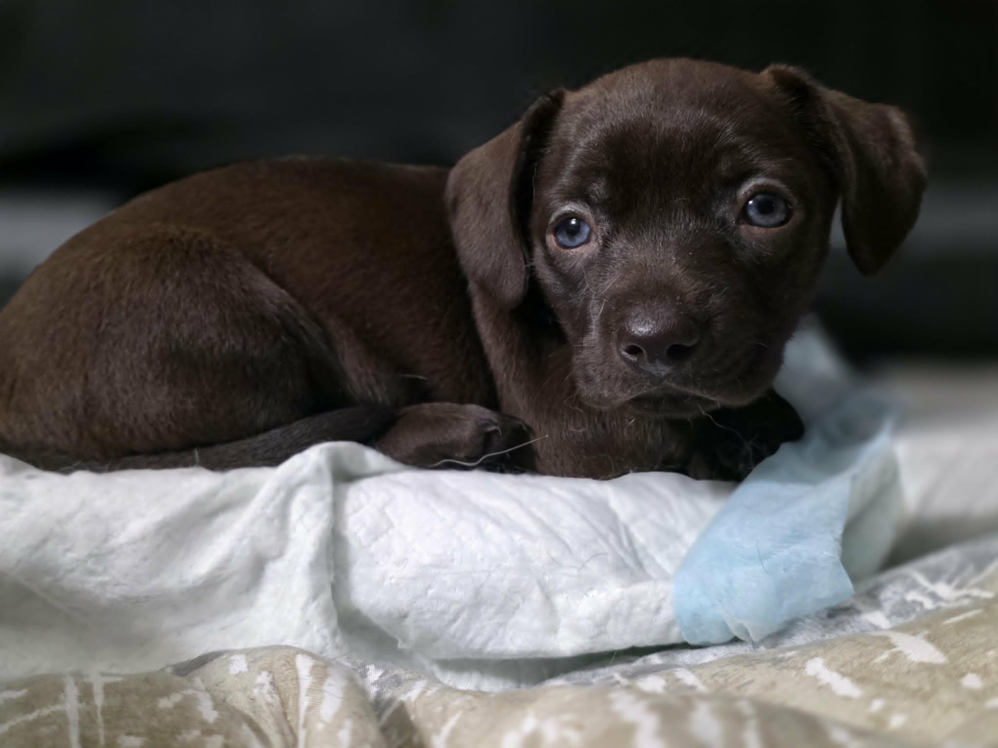 Canela, an adopted Chihuahua in Wurtsboro, NY image 1/6