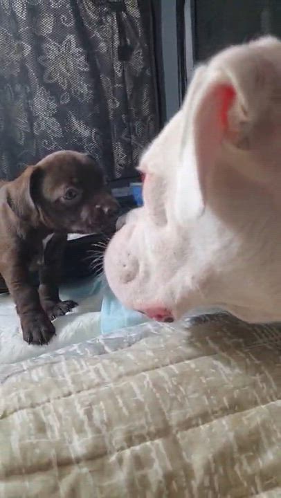 Enlarge Canela, an adopted Chihuahua in Wurtsboro, NY video 3/6