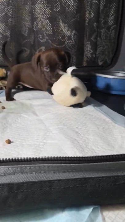 Enlarge Canela, an adopted Chihuahua in Wurtsboro, NY video 4/6