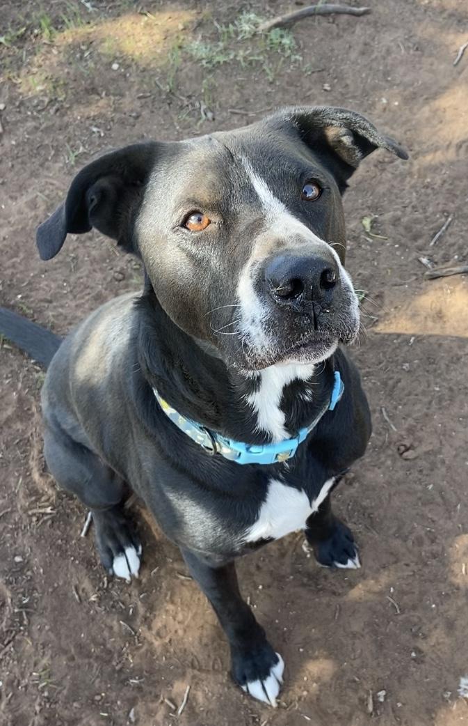 Kinzo, Adoptable, Adult Male Labrador Retriever.