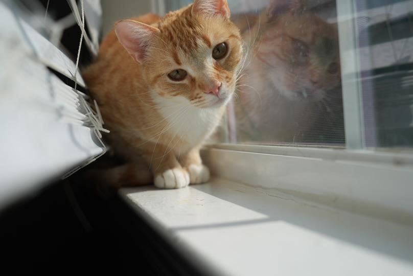 Sampson, Adoptable, Adult Male Domestic Short Hair.