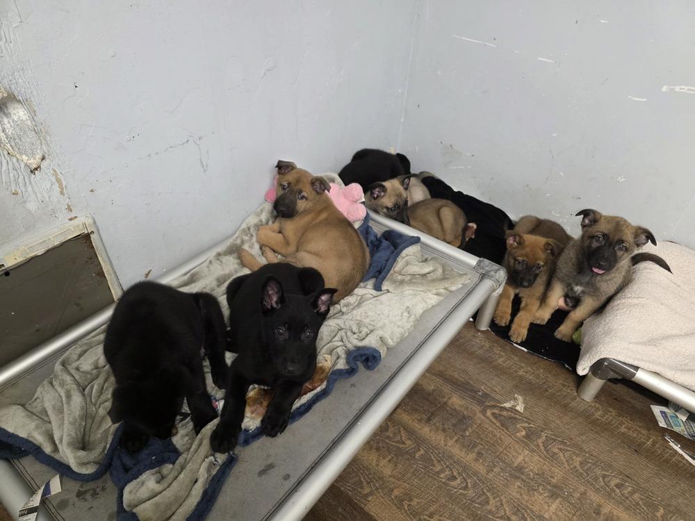 Ranger, Adoptable, Puppy Male Dutch Shepherd & Belgian Shepherd / Malinois.