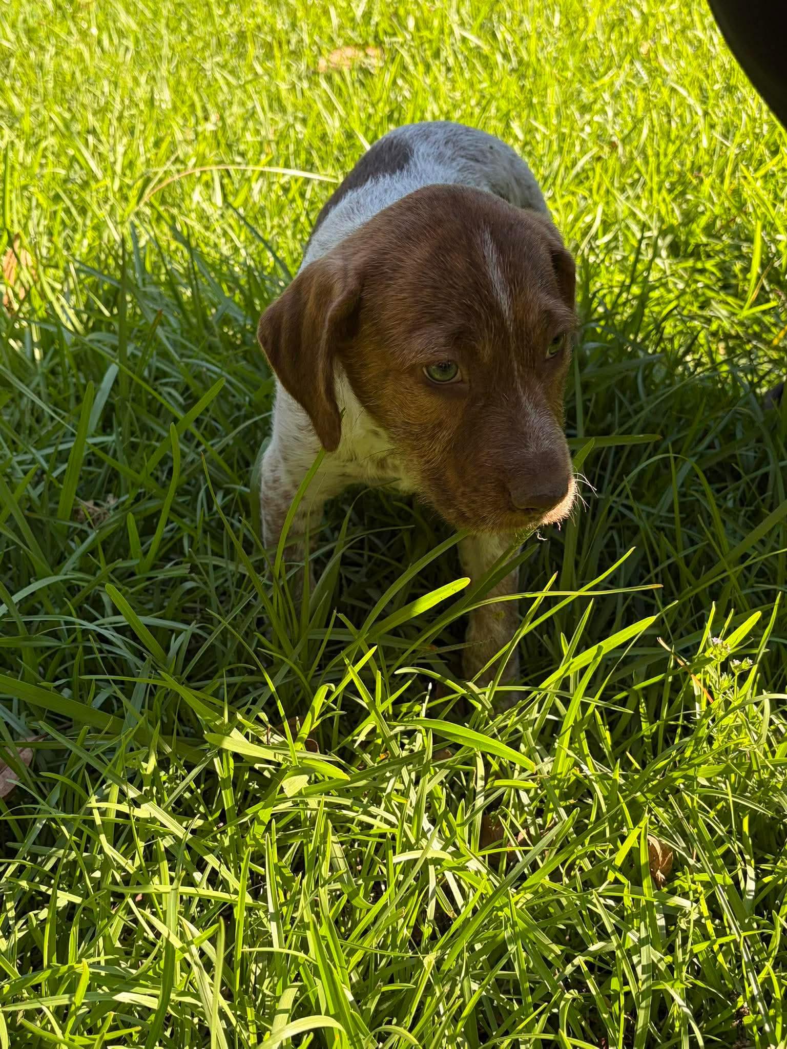 Enlarge Raspberry, a Adopted mixed breed in New Baltimore, MI image 1/1