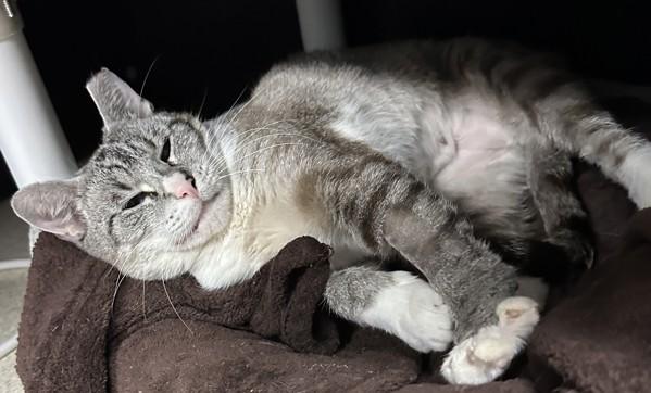 Strawberry, Adoptable, Adult Female Domestic Short Hair.