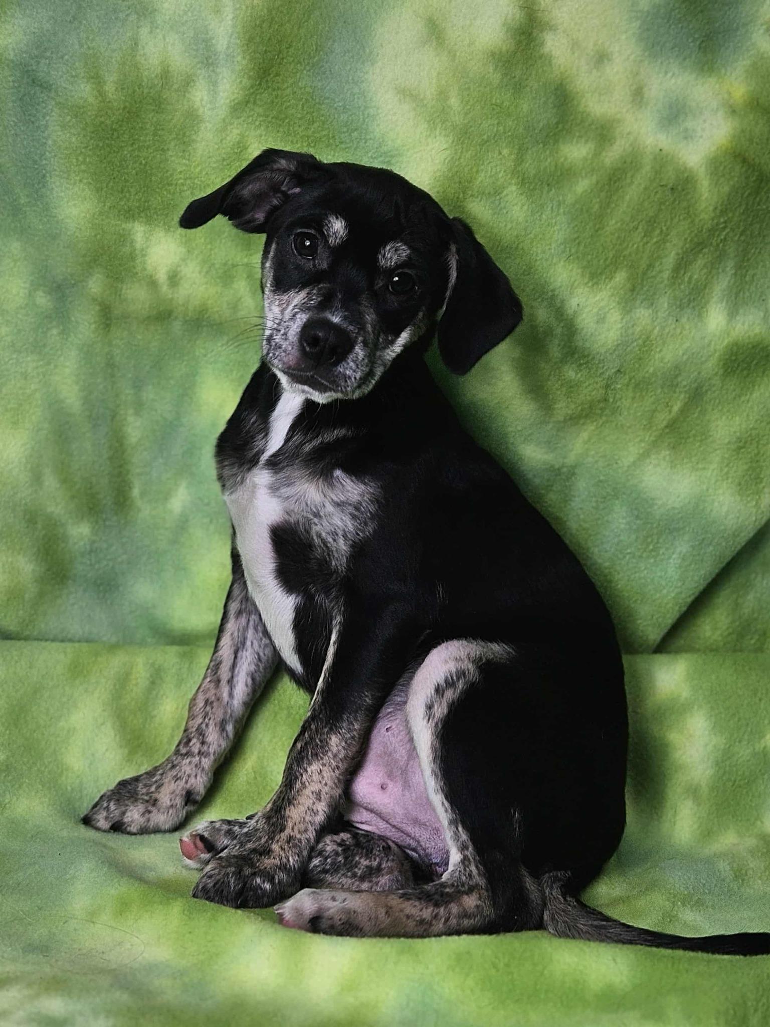 Alfalfa, a Adoptable mixed breed in East Sparta, OH image 1/2