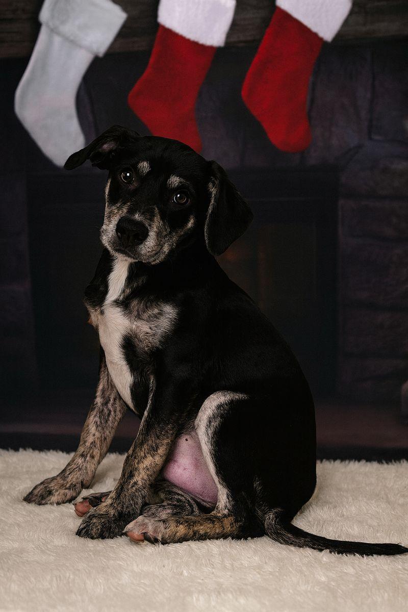 Alfalfa, Adoptable, Puppy Male Mixed Breed.